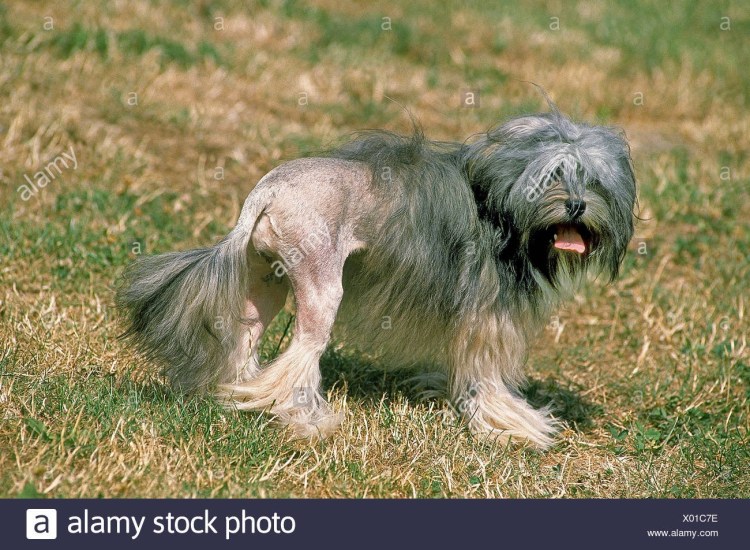 Лёвхен белый