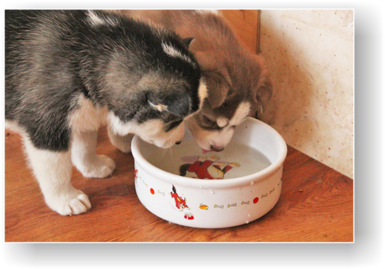 Корм для собак Aras (0.195 кг) 1 шт. Hypo-allergenic для собак - баранина и рис