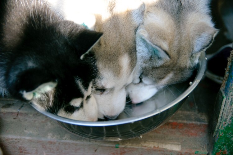 Корм для собак Orijen freezе-dried 454г