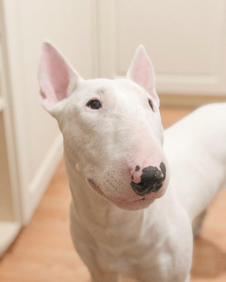 Питбуль Доберман и бультерьер