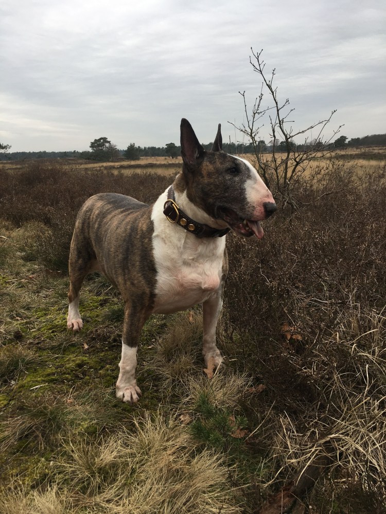 Помесь бультерьера и Джек Рассела