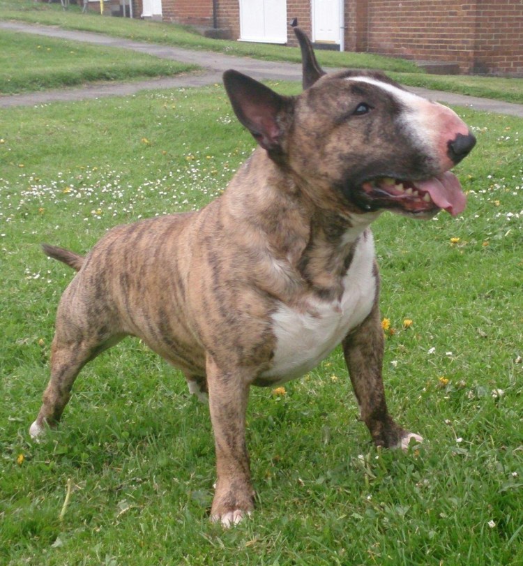 Отдам собачек в добрые руки юмор