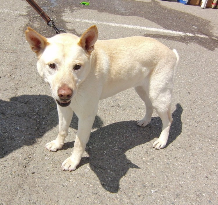 Бультерьер питбуль метис