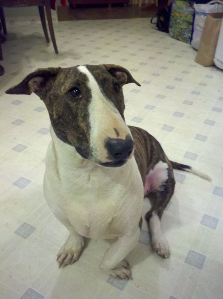 Метис таксы и питбуль