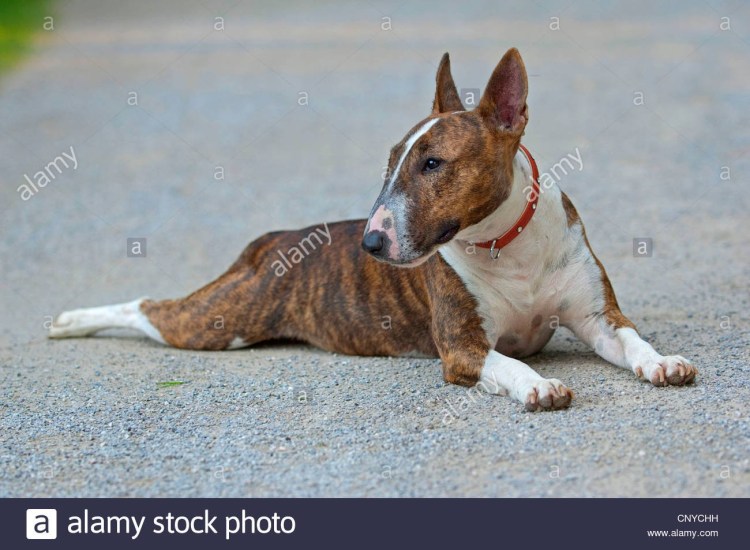 Метис бультерьера и хаски