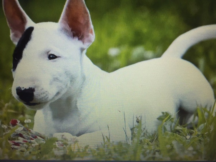 Метис бультерьера и добермана
