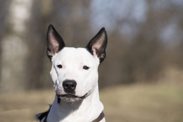 Питбуль хаски метис