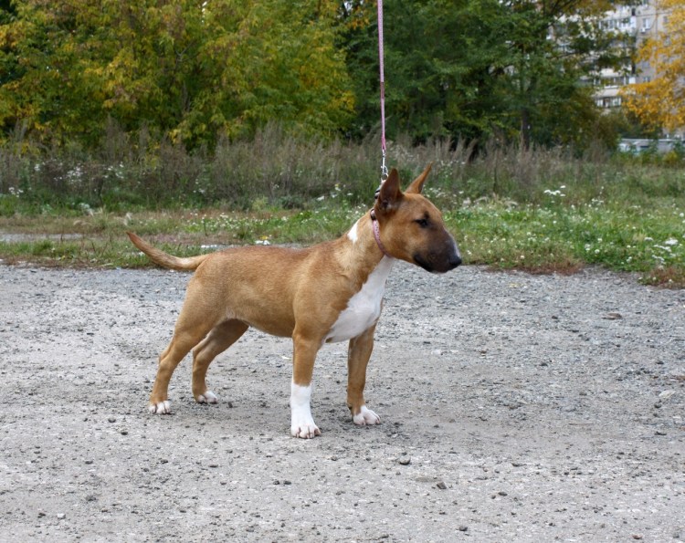 Староанглийский бультерьер