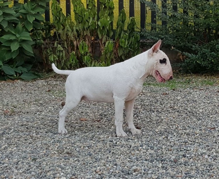 Бультерьер питбуль метис