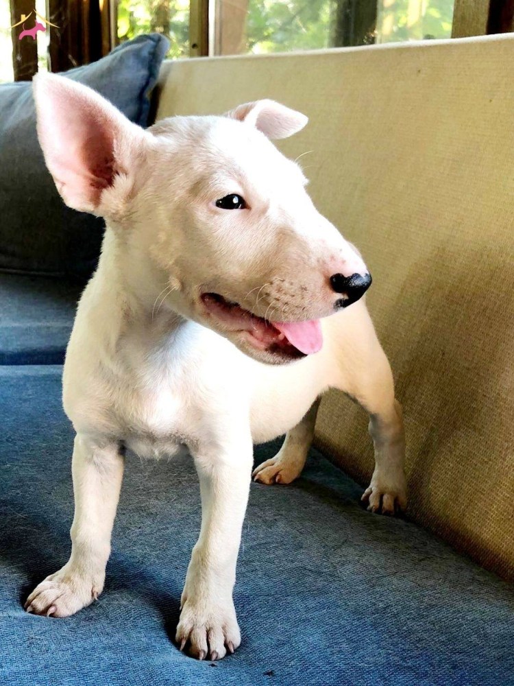 Бультерьер питбуль метис