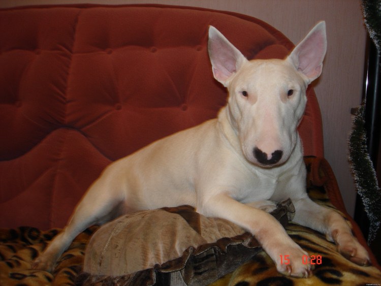 Миниатюрный бультерьер черный