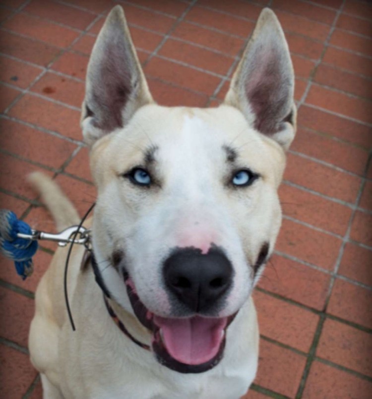 Бультерьер питбуль метис