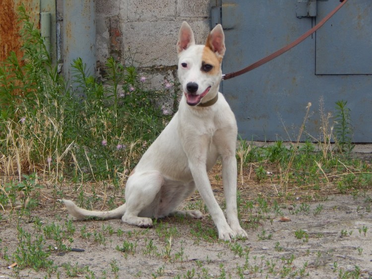 Помесь бультерьера