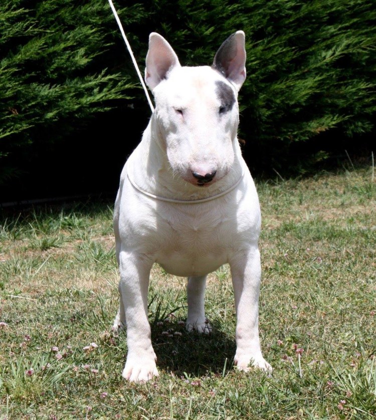 Питбуль хаски метис