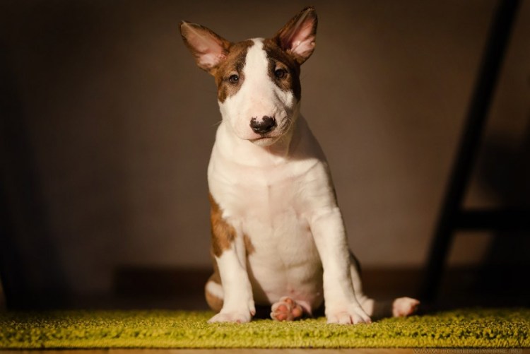 Метис мини бультерьера