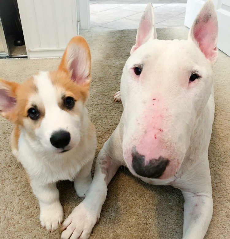 Метис питбуля и бультерьера