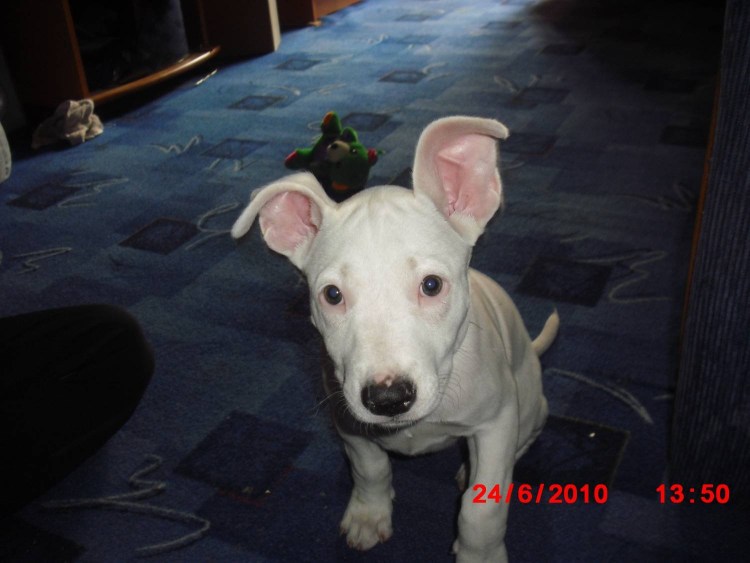 Питбуль хаски метис