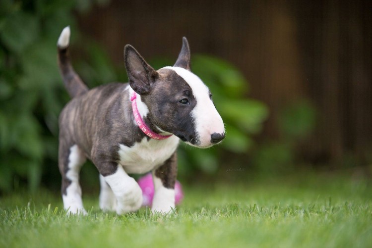 Бультерьер и бульдог