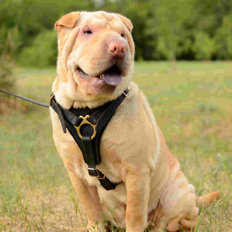 Шлейка для английского бульдога