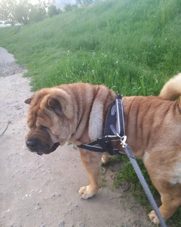 Как приучить собаку к шлейке