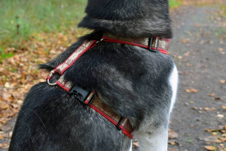 Амуниция для собак waudog