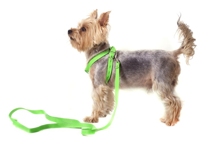 Шлейка Ferplast Nikita p s, обхват шеи 24-31 см