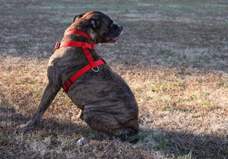 Шлейка Аркон брезент 4 ездовая