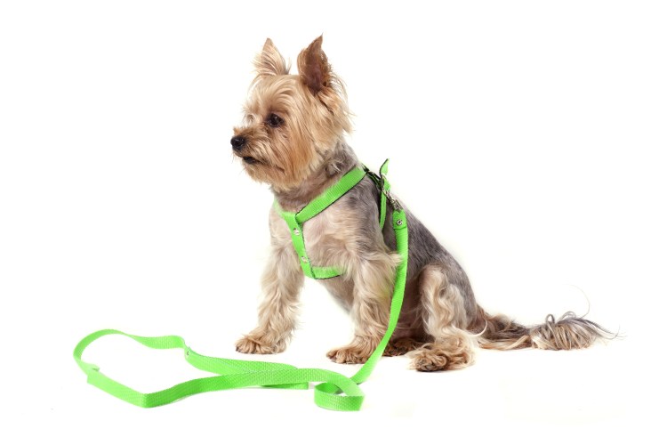 Шлейка "Premium h-harness"