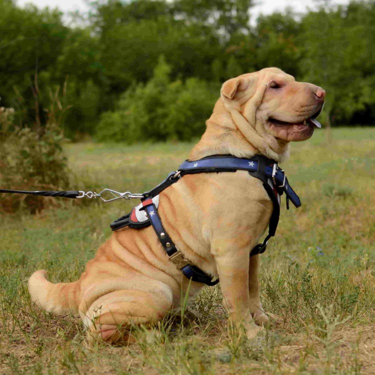 Шарпей наряжен