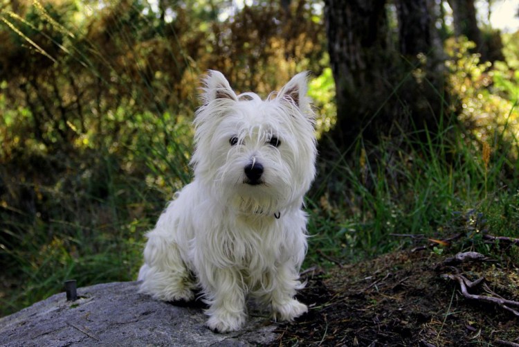 Вестхайленд Лайт терьер