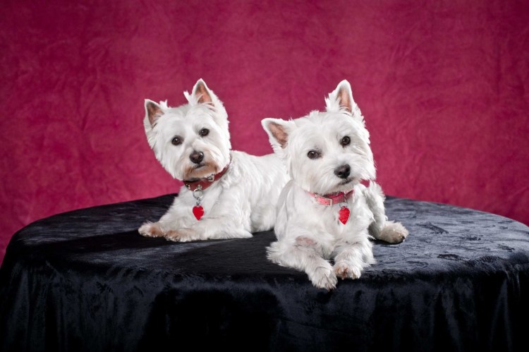 Вест хайленд Вайт терьер