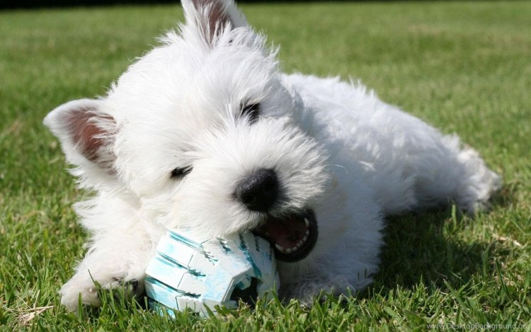 Вест-хайленд-Уайт-терьер сидит