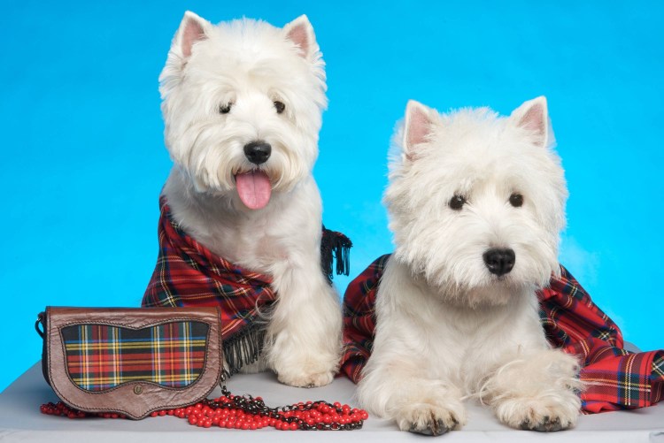 Вэстхайлэнт Вайт терьер