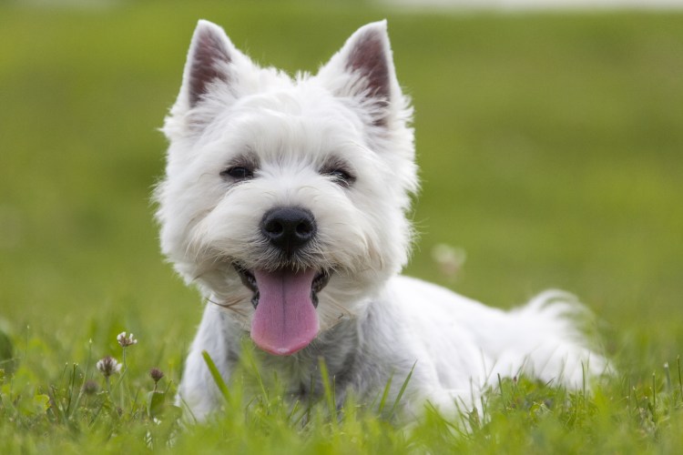 Белый терьер Вест хайленд