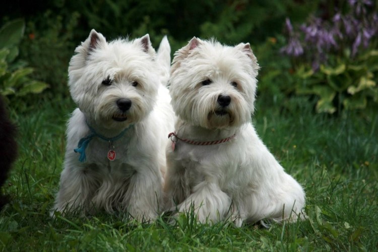 Вестхаундлерский Уайт терьер