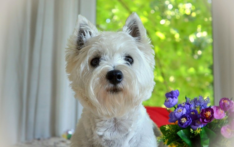 Порода собаки Вест-хайленд-Уайт-терьер
