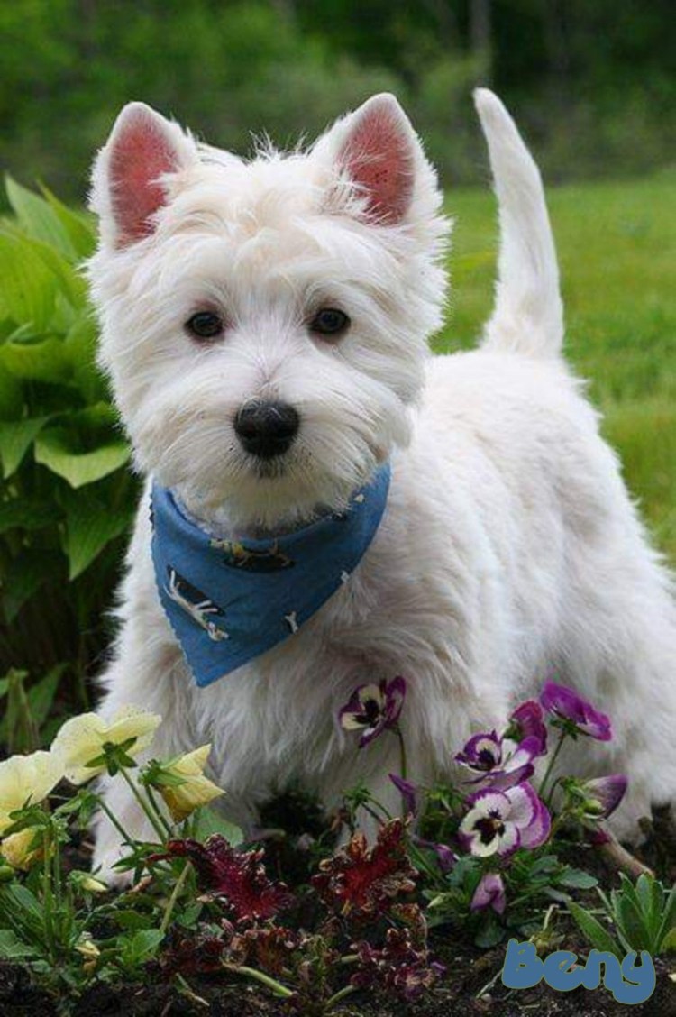 Весхайлень Дайт терьер