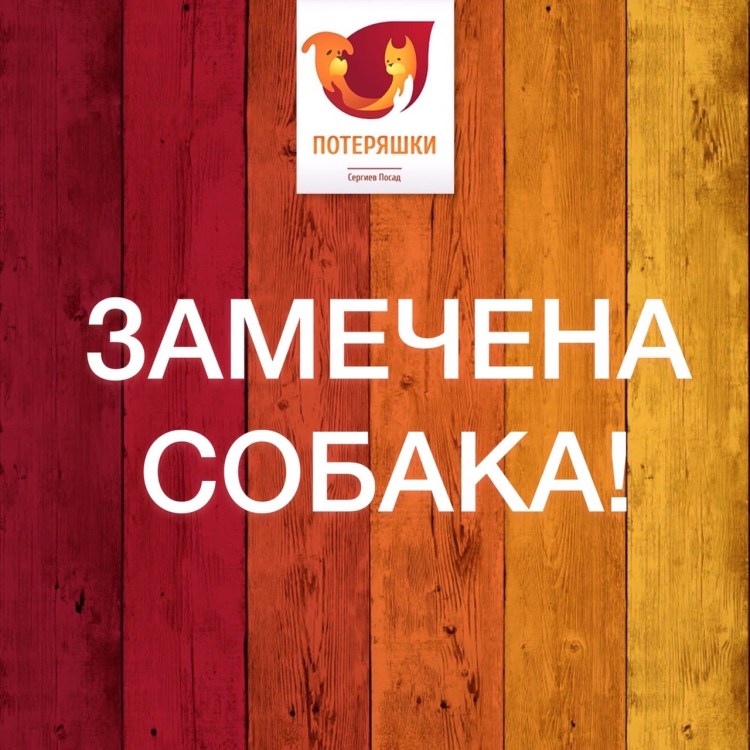 Родезийский риджбек метис с стаффордширским терьером