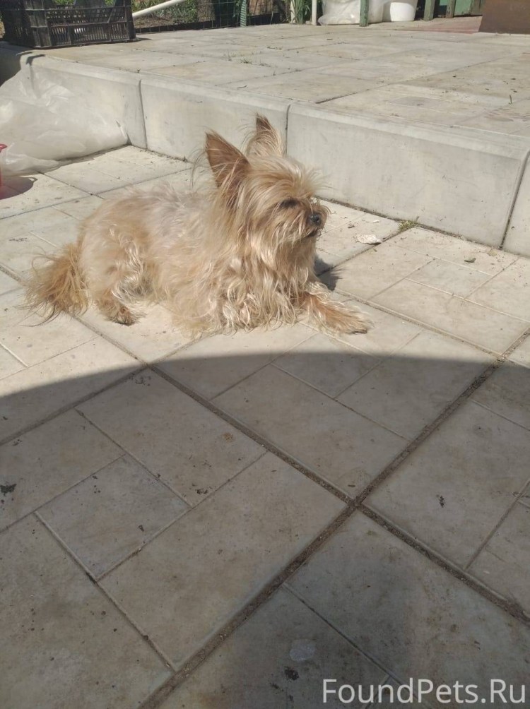 Потеряшки Сергиев Посад собаки