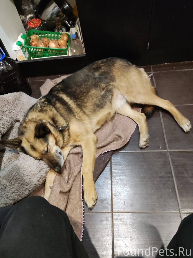 Собака на трех лапах Мичуринск