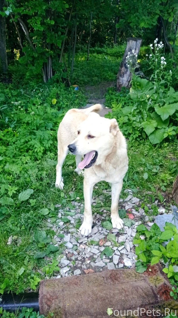 Кобель йоркширского терьера Promodis Lagerfeld