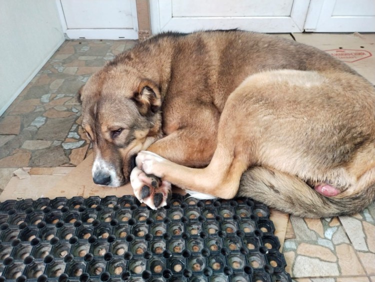 Потеряшки котята в Сергиев Посад