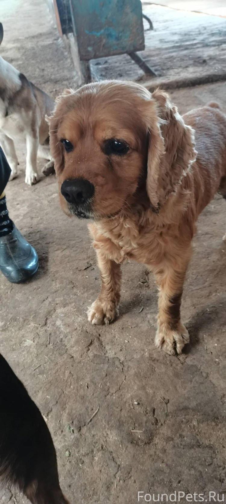 Потеряшки Сергиев Посад официальный сайт