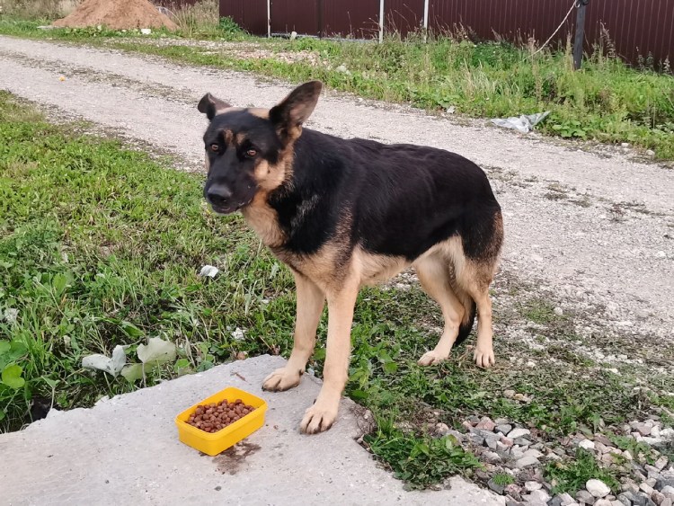 Витязево потеряшки