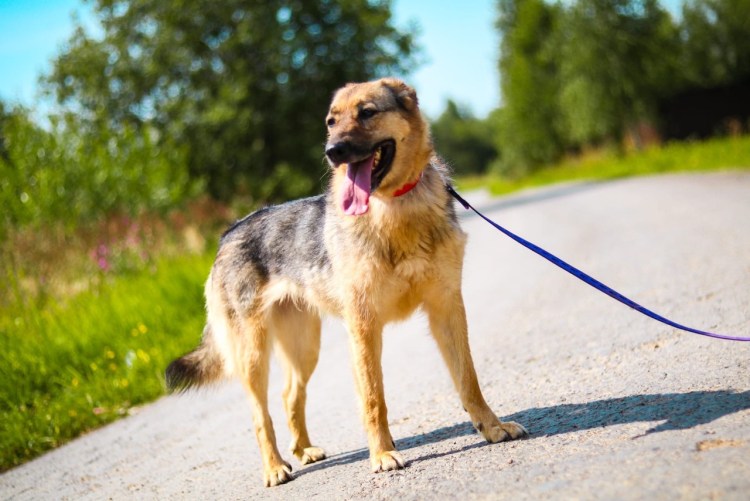 Бельгийская овчарка щенок 2 месяца
