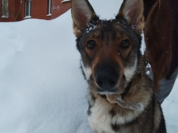 Замечена собака