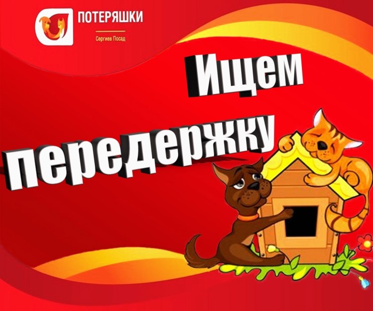 Щенки чихуахуа