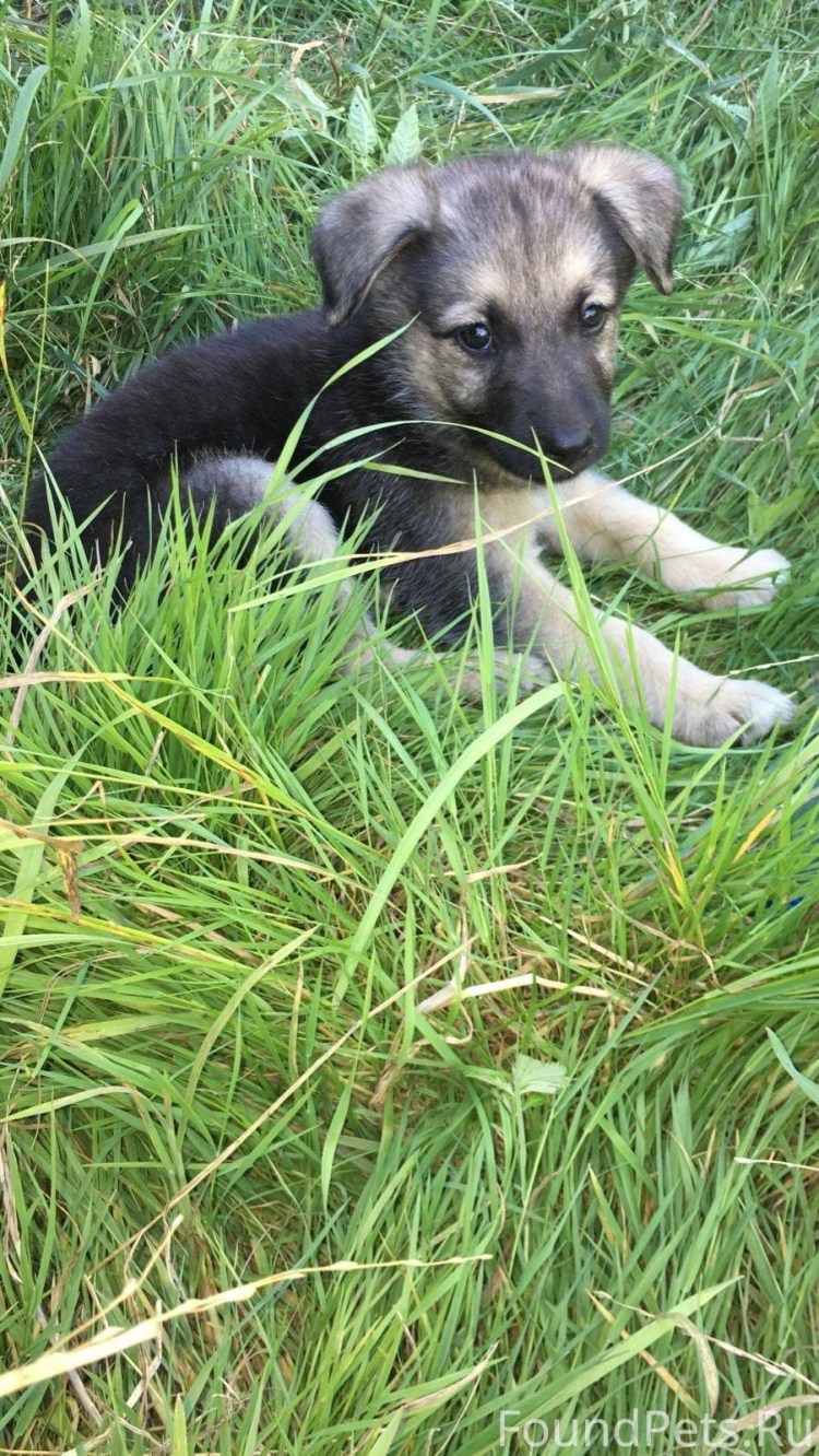 Найден Йоркширский терьер