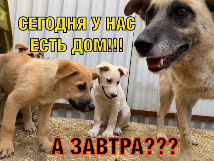 Западно-Уральская овчарка