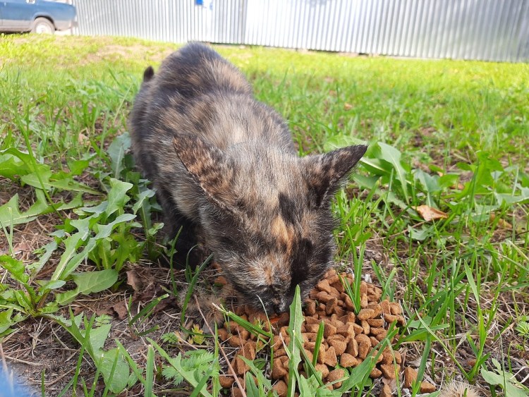 Потеряшки собаки Сергиево Посадский район